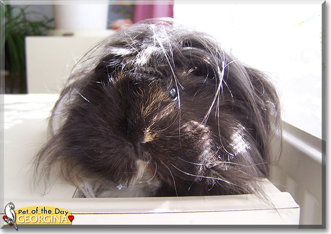Georgina the Guinea Pig, the Pet of the Day