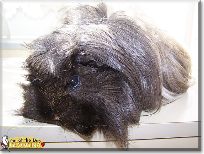 Georgina the Guinea Pig, the Pet of the Day