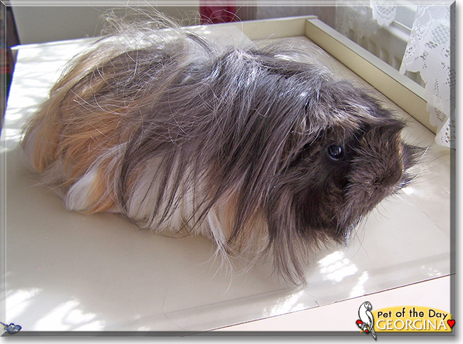Georgina the Guinea Pig, the Pet of the Day