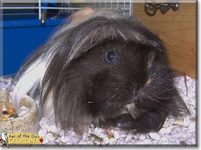 Georgina the Guinea Pig, the Pet of the Day
