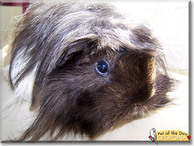 Georgina the Guinea Pig, the Pet of the Day