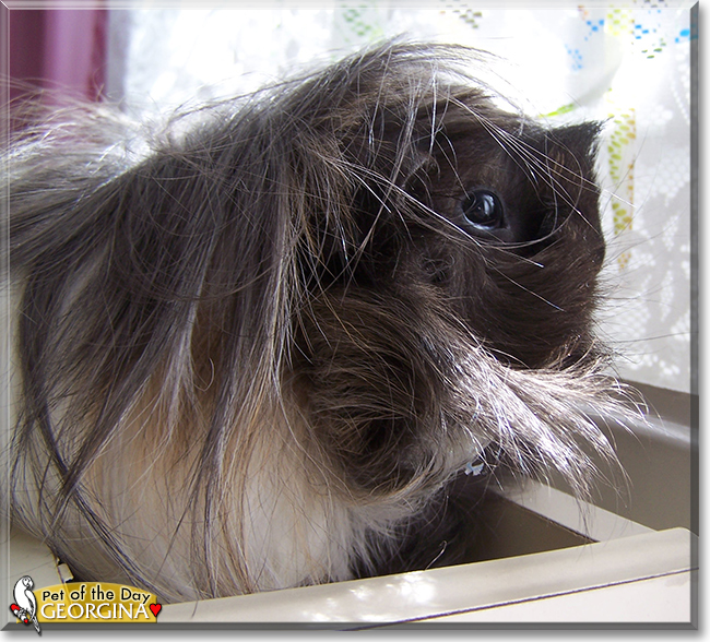 Georgina the Guinea Pig, the Pet of the Day