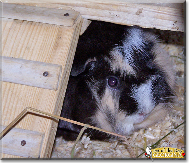 Georgina the Guinea Pig, the Pet of the Day