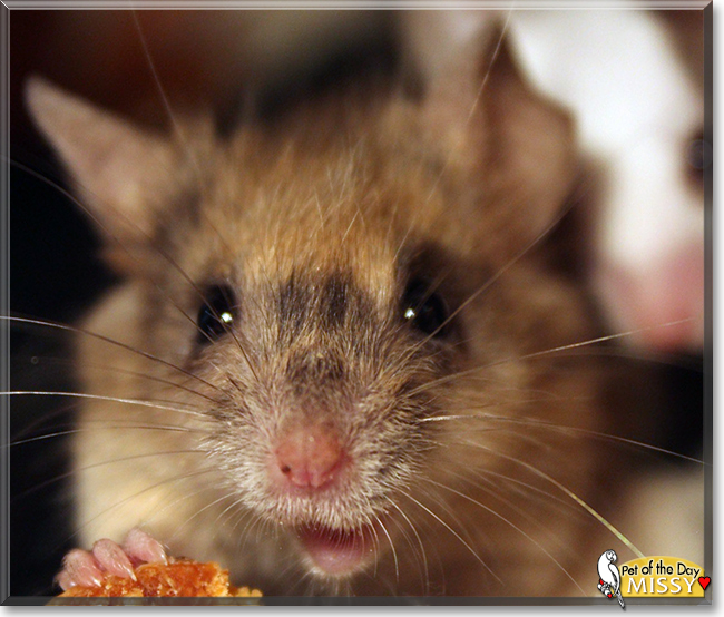 Missy the Fancy Mouse, the Pet of the Day