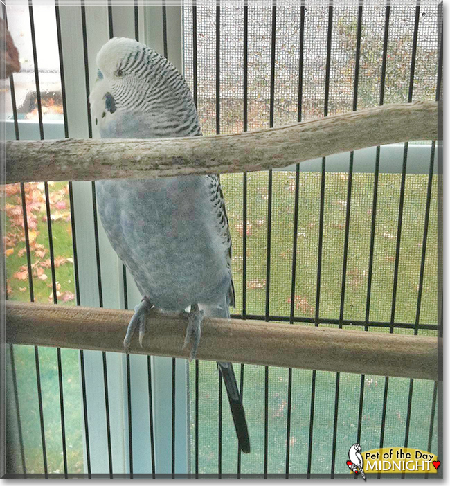 Midnight the Parakeet, the Pet of the Day