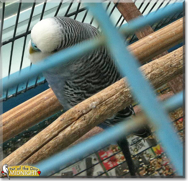 Midnight the Parakeet, the Pet of the Day