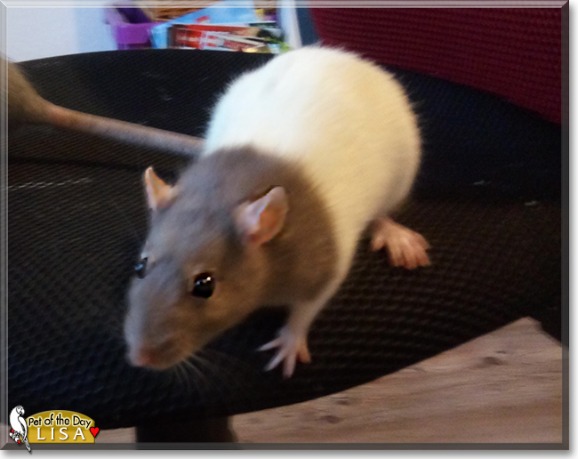 Mona and Lisa the Fancy Rats, the Pet of the Day