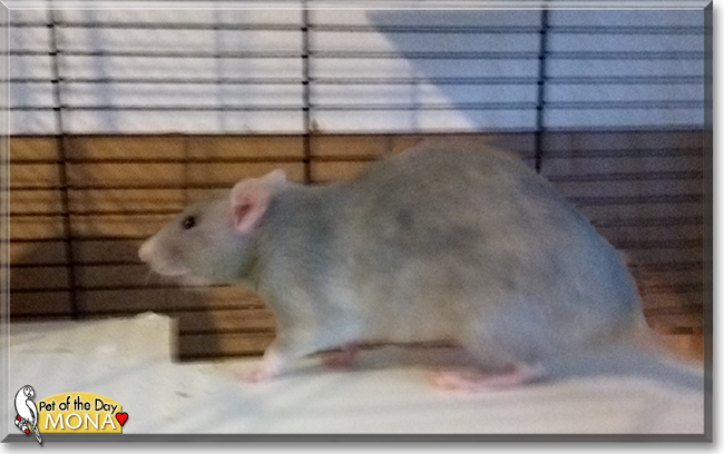 Mona and Lisa the Fancy Rats, the Pet of the Day