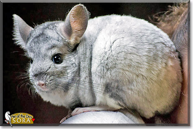 Sora the Chinchilla, the Pet of the Day