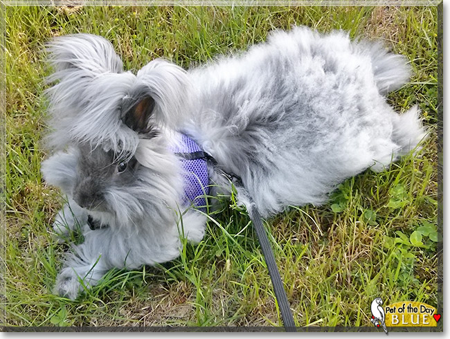 Blue the English Angora Rabbit, the Pet of the Day