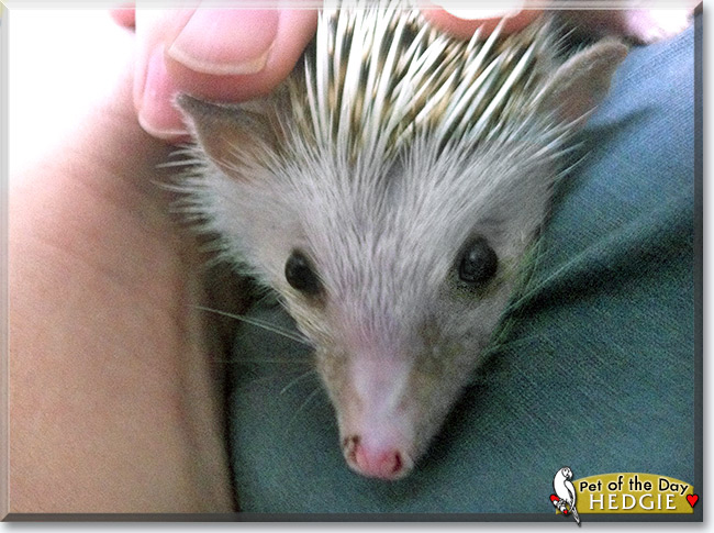 Hedgie the African Pygmy hedgehog, the Pet of the Day