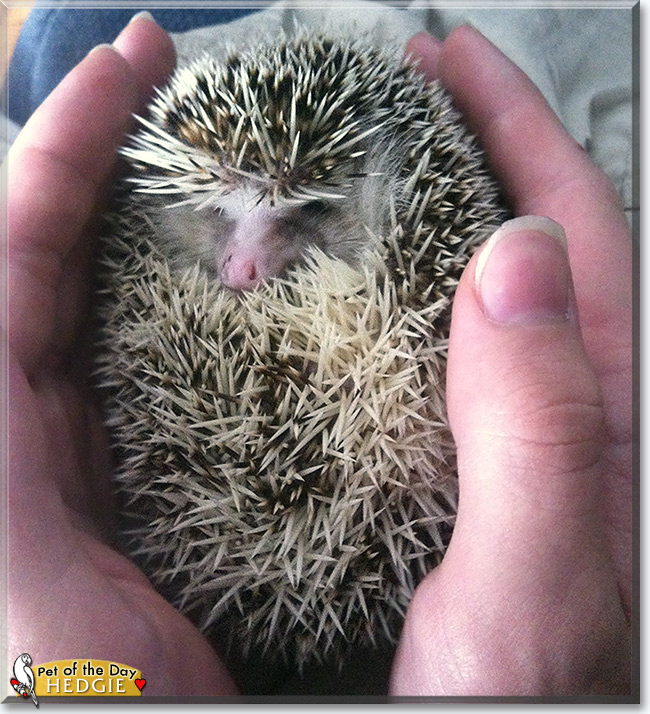 Hedgie the African Pygmy hedgehog, the Pet of the Day
