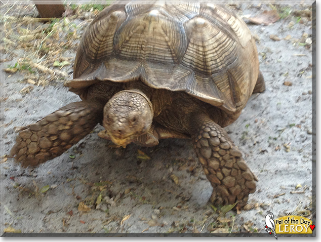 Leroy the African Spurred Tortoise, the Pet of the Day