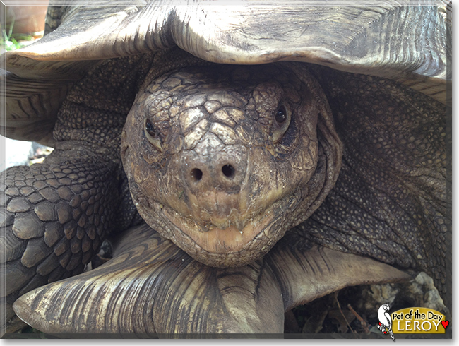 Leroy the African Spurred Tortoise, the Pet of the Day