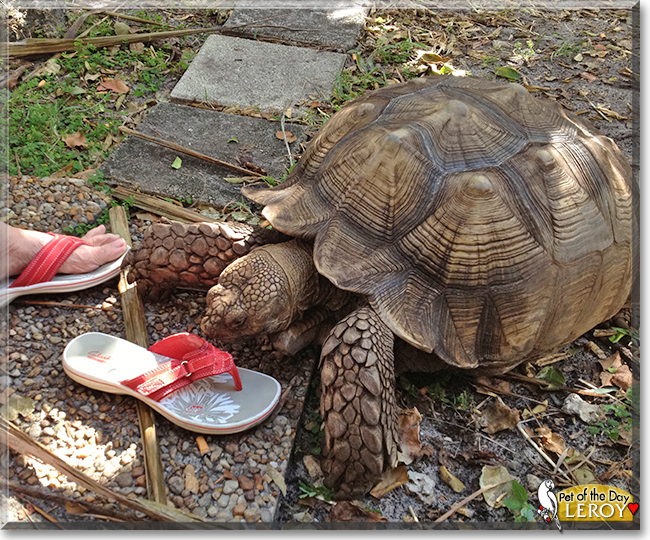 Leroy the African Spurred Tortoise, the Pet of the Day