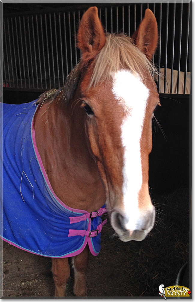 Monty the Welsh Pony cross, the Pet of the Day