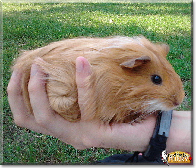 Punky the Guinea Pig, the Pet of the Day
