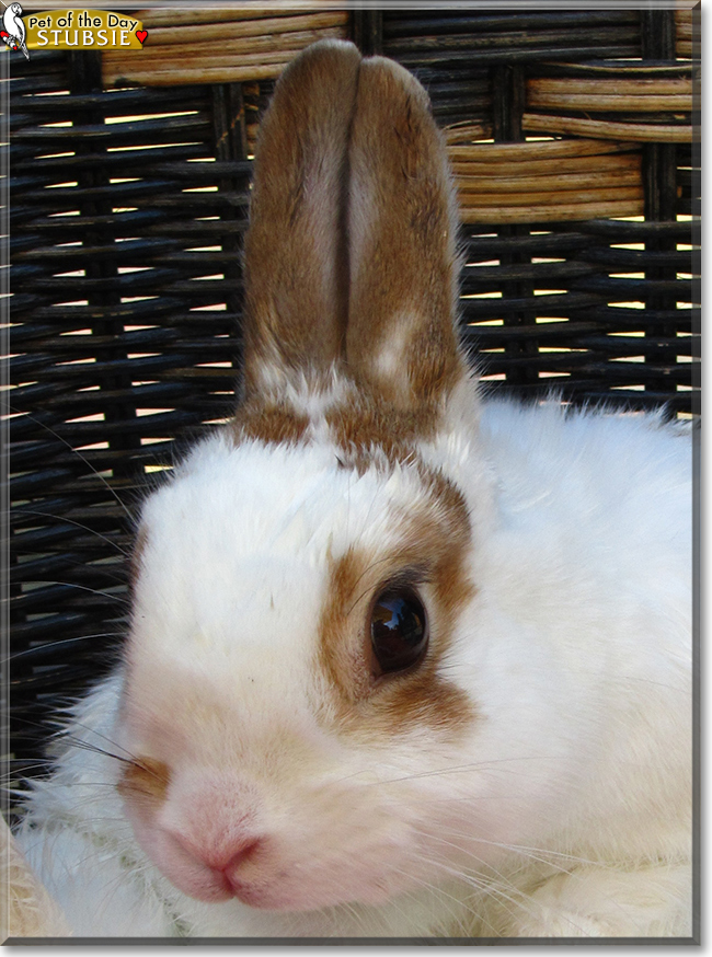 Stubsie the Dwarf Rabbit mix , the Pet of the Day
