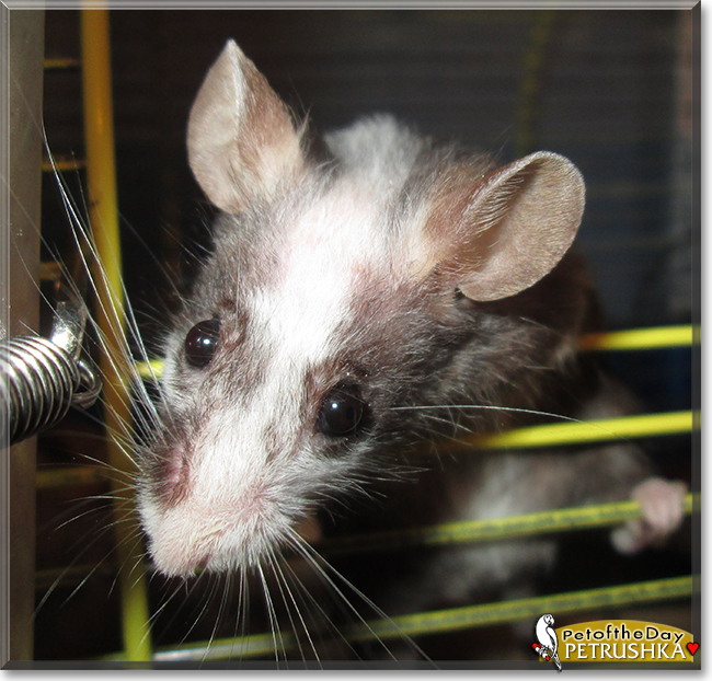 Petrushka Squeak the Tuxedo Mouse, the Pet of the Day