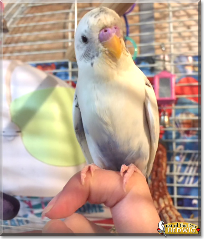 Hedwig the Parakeet, the Pet of the Day