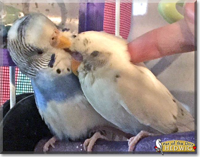 Hedwig the Parakeet, the Pet of the Day