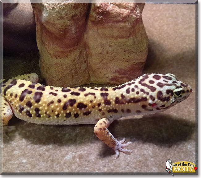 Molly the Leopard Gecko, the Pet of the Day