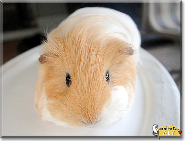 Aly the Silkie Guinea Pig, the Pet of the Day