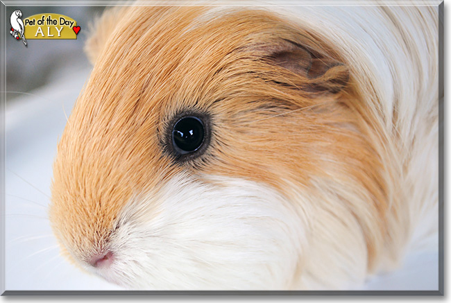 Aly the Silkie Guinea Pig, the Pet of the Day