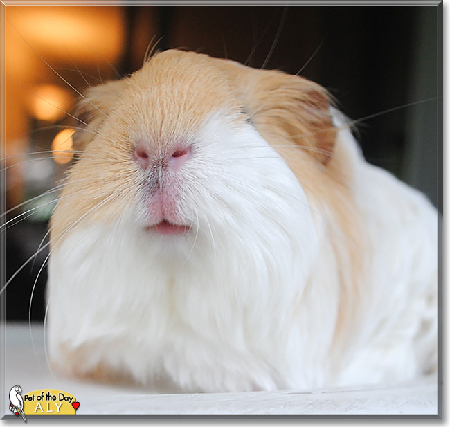 Aly the Silkie Guinea Pig, the Pet of the Day