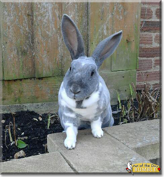 Bumble the Rex Rabbit, the Pet of the Day