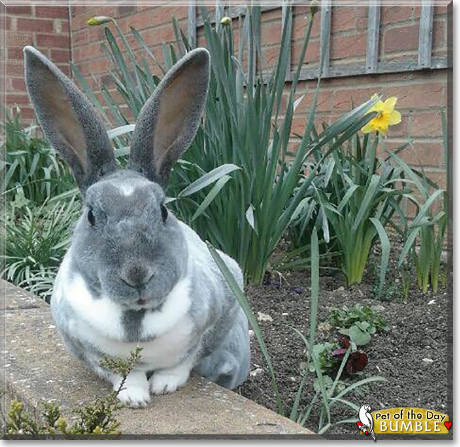 Bumble the Rex Rabbit, the Pet of the Day