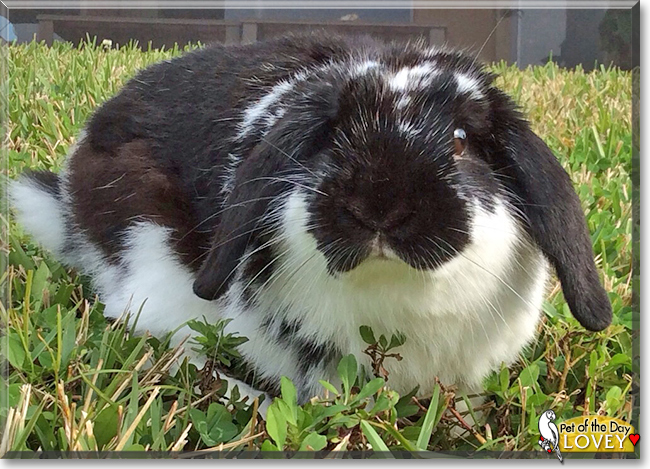 Lovey the Lop Rabbit, the Pet of the Day