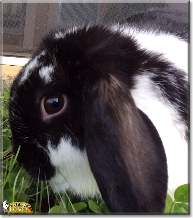 Lovey the Lop Rabbit, the Pet of the Day