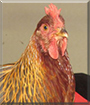Phoebe the Dutch Welsummer Chicken