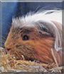 Strubbel the Peruvian Guinea Pig