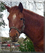 Pepper the Pony