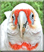 Cocky the Eastern Long-billed Corella