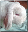 Willi the Dwarf Lop Bunny Rabbit