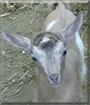 Tinkerbell, Peter Pan the Nigerian Dwarf Goats