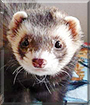 Fredi the Ferret