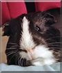 Dr. Stretch Pepper the Guinea Pig