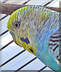 Bubble the Budgerigar