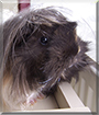 Georgina the Guinea Pig