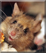 Missy the Fancy Mouse