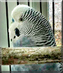 Midnight the Parakeet