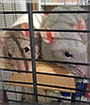 Mona and Lisa the Fancy Rats
