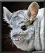 Sora the Chinchilla