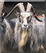 Seamus the Old Irish Billy Goat