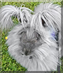 Blue the English Angora Rabbit