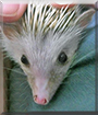 Hedgie the African Pygmy hedgehog